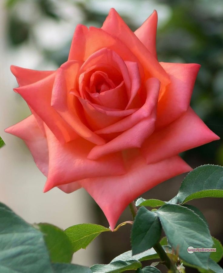 3300+ Beautiful Rose Flowers Image | Rose Flower HD Pic Download | 1984 saffron and rose -