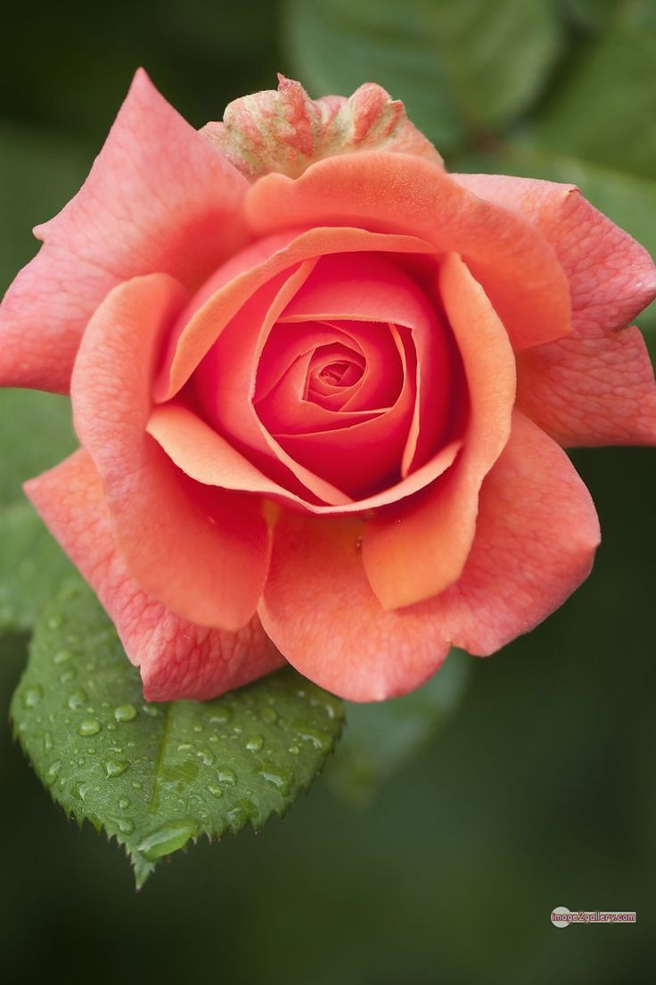 3300+ Beautiful Rose Flowers Image | Rose Flower HD Pic Download | 203 saffron and rose -(1)