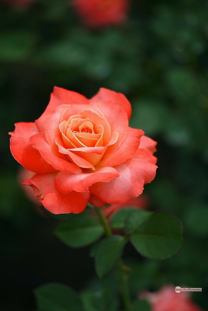 3300+ Beautiful Rose Flowers Image | Rose Flower HD Pic Download | 484 saffron and rose -(10)
