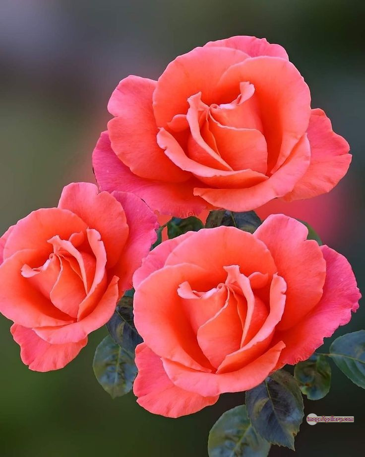 3300+ Beautiful Rose Flowers Image | Rose Flower HD Pic Download | 391 saffron and rose -(102)