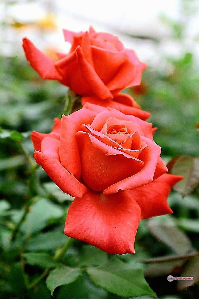 3300+ Beautiful Rose Flowers Image | Rose Flower HD Pic Download | 545 saffron and rose -(104)
