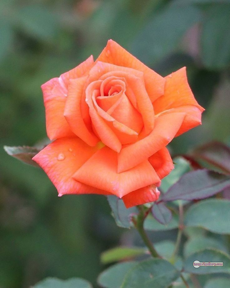 3300+ Beautiful Rose Flowers Image | Rose Flower HD Pic Download | 524 saffron and rose -(105)