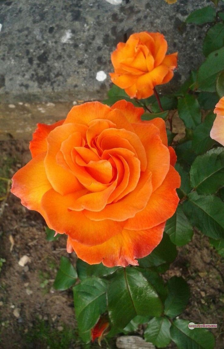 3300+ Beautiful Rose Flowers Image | Rose Flower HD Pic Download | 2645 saffron and rose -(106)