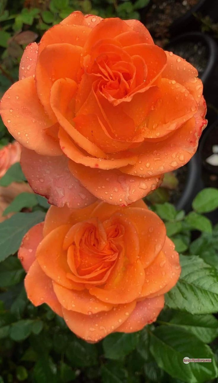 3300+ Beautiful Rose Flowers Image | Rose Flower HD Pic Download | 2579 saffron and rose -(108)