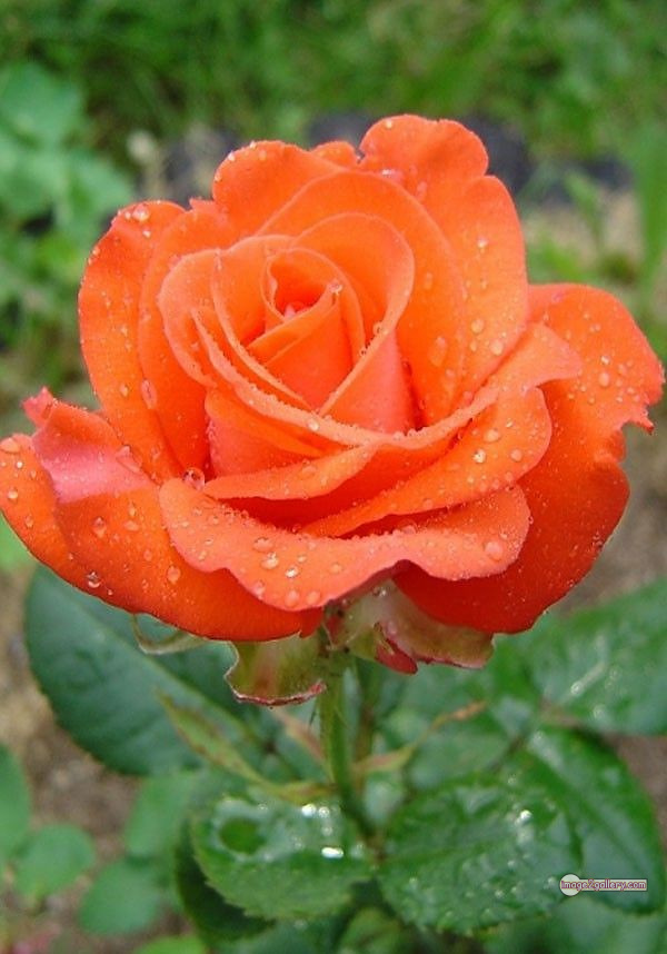3300+ Beautiful Rose Flowers Image | Rose Flower HD Pic Download | 1807 saffron and rose 109 rose flower