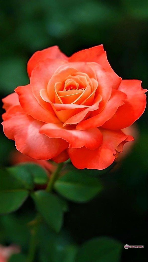 3300+ Beautiful Rose Flowers Image | Rose Flower HD Pic Download | 351 saffron and rose -(111)