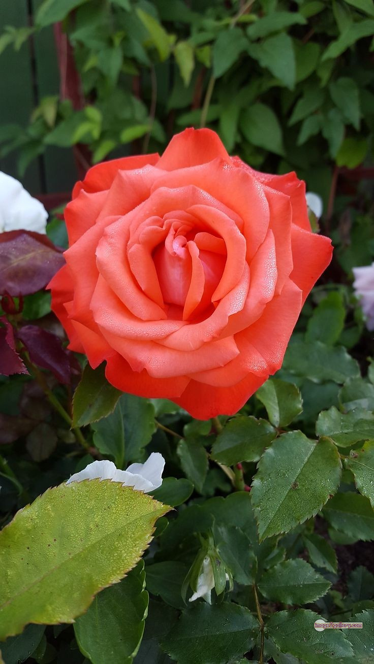 3300+ Beautiful Rose Flowers Image | Rose Flower HD Pic Download | 544 saffron and rose -(112)