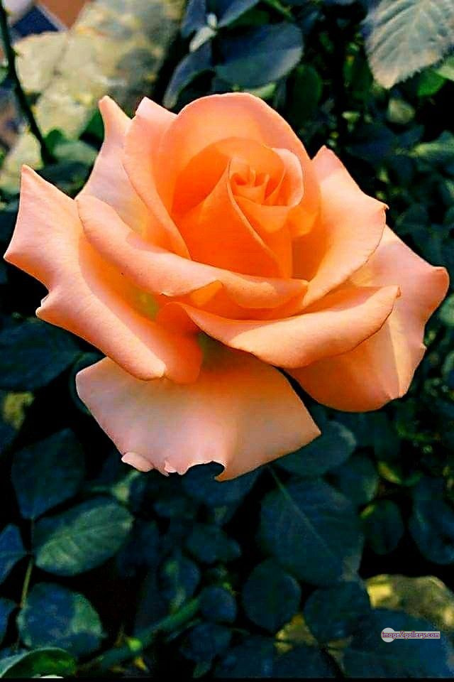 3300+ Beautiful Rose Flowers Image | Rose Flower HD Pic Download | 1808 saffron and rose 113 rose flower