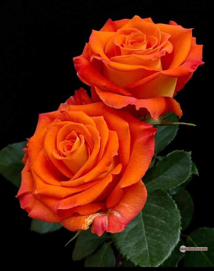 3300+ Beautiful Rose Flowers Image | Rose Flower HD Pic Download | 908 saffron and rose -(114)
