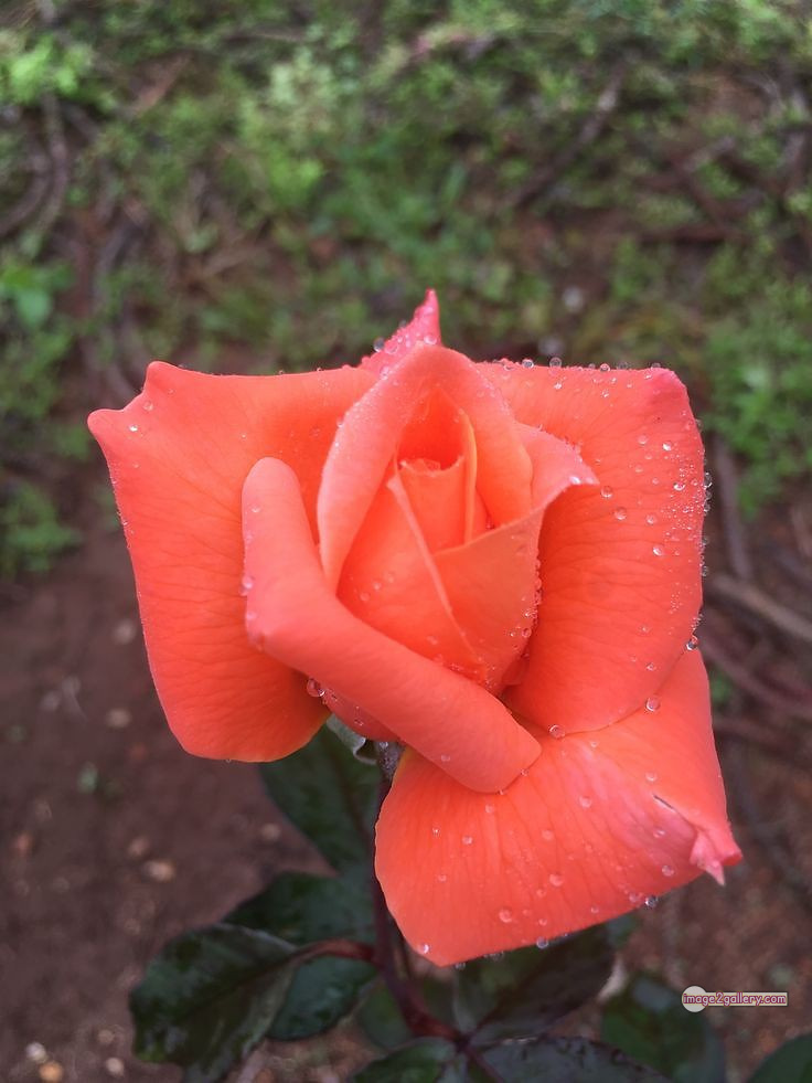 3300+ Beautiful Rose Flowers Image | Rose Flower HD Pic Download | 2044 saffron and rose -(13)