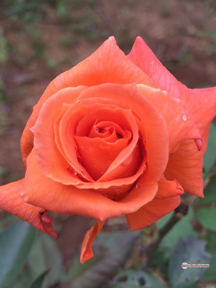 3300+ Beautiful Rose Flowers Image | Rose Flower HD Pic Download | 137 saffron and rose -(14)