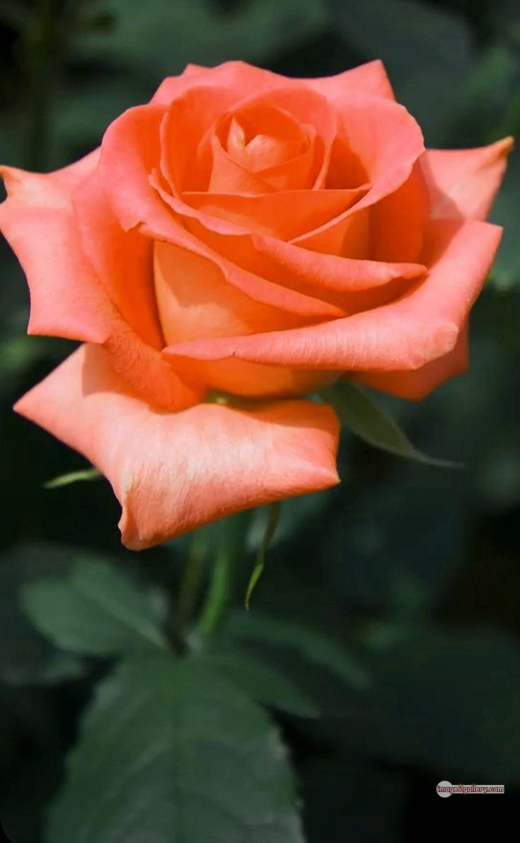3300+ Beautiful Rose Flowers Image | Rose Flower HD Pic Download | 2017 saffron and rose -(15)