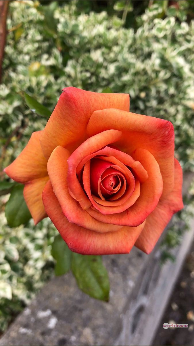 3300+ Beautiful Rose Flowers Image | Rose Flower HD Pic Download | 2015 saffron and rose -(17)