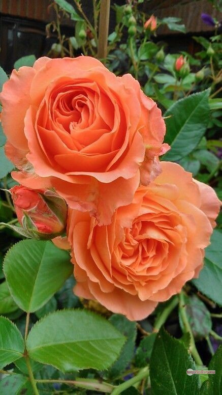 3300+ Beautiful Rose Flowers Image | Rose Flower HD Pic Download | 2016 saffron and rose -(18)
