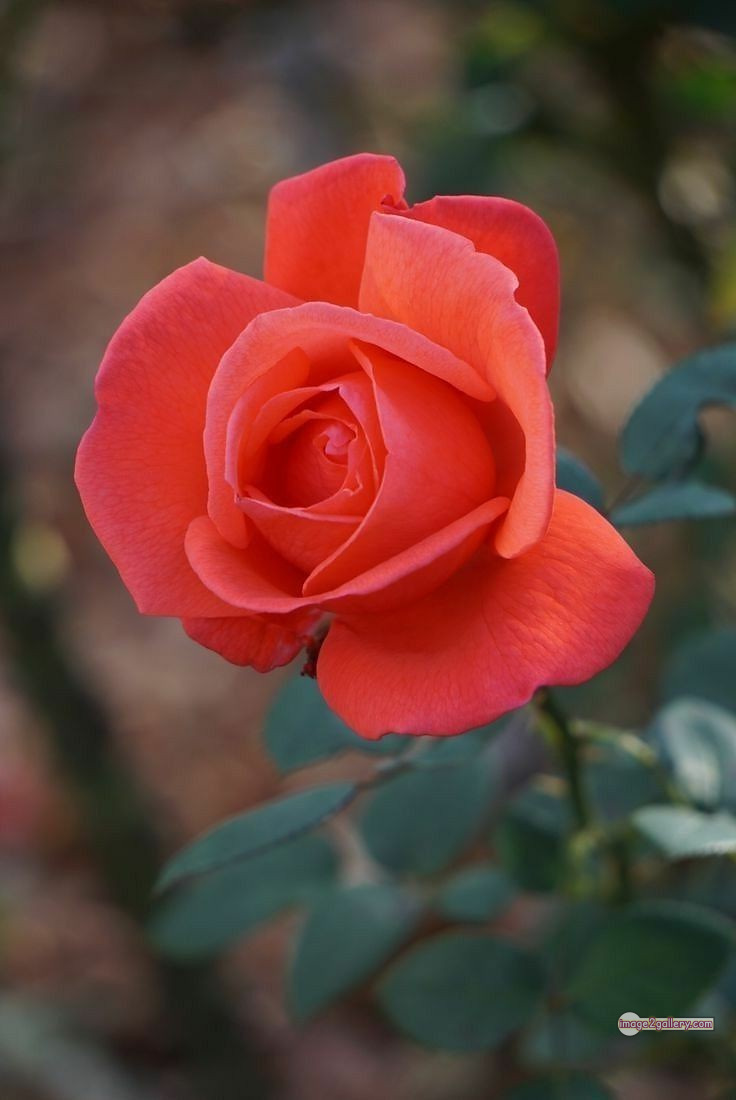 3300+ Beautiful Rose Flowers Image | Rose Flower HD Pic Download | 1983 saffron and rose -(2)
