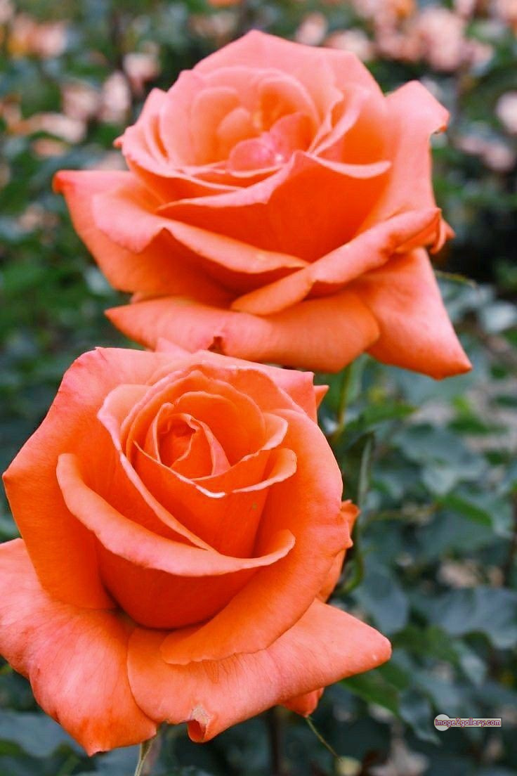 3300+ Beautiful Rose Flowers Image | Rose Flower HD Pic Download | 1986 saffron and rose -(24)
