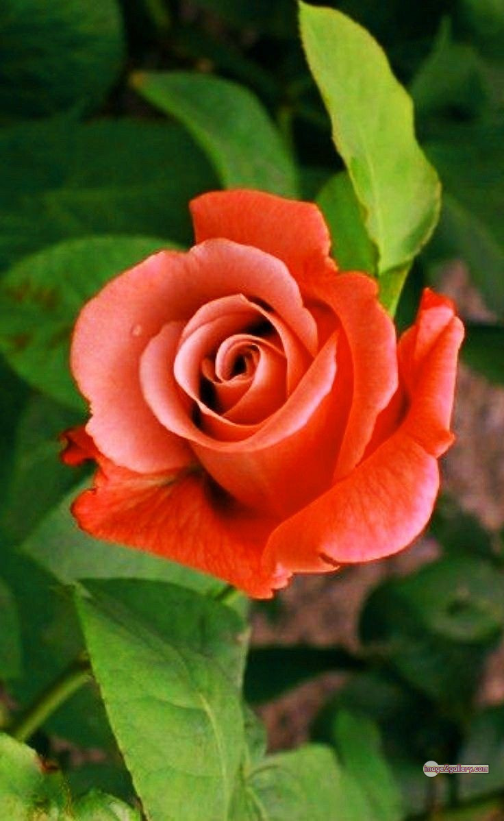 3300+ Beautiful Rose Flowers Image | Rose Flower HD Pic Download | 1902 saffron and rose -(25)