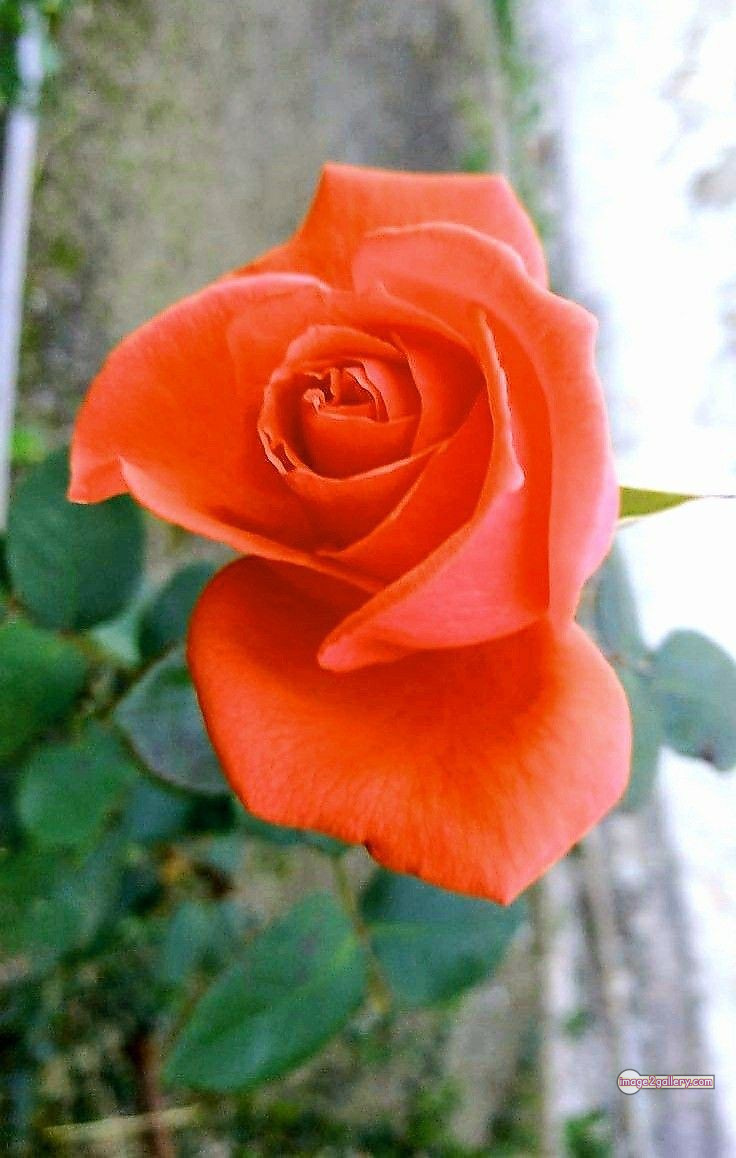 3300+ Beautiful Rose Flowers Image | Rose Flower HD Pic Download | 2019 saffron and rose -(27)