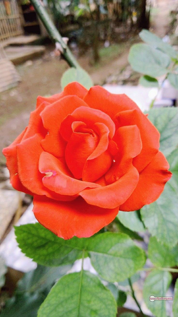 3300+ Beautiful Rose Flowers Image | Rose Flower HD Pic Download | 2043 saffron and rose -(28)