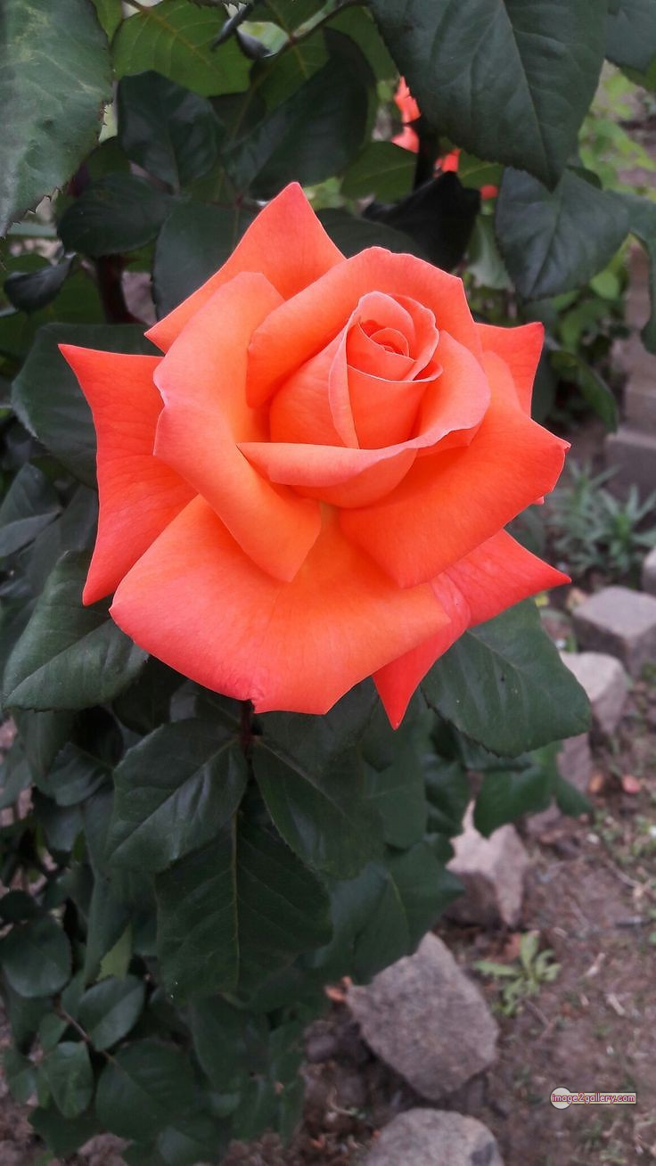 3300+ Beautiful Rose Flowers Image | Rose Flower HD Pic Download | 1905 saffron and rose -(29)