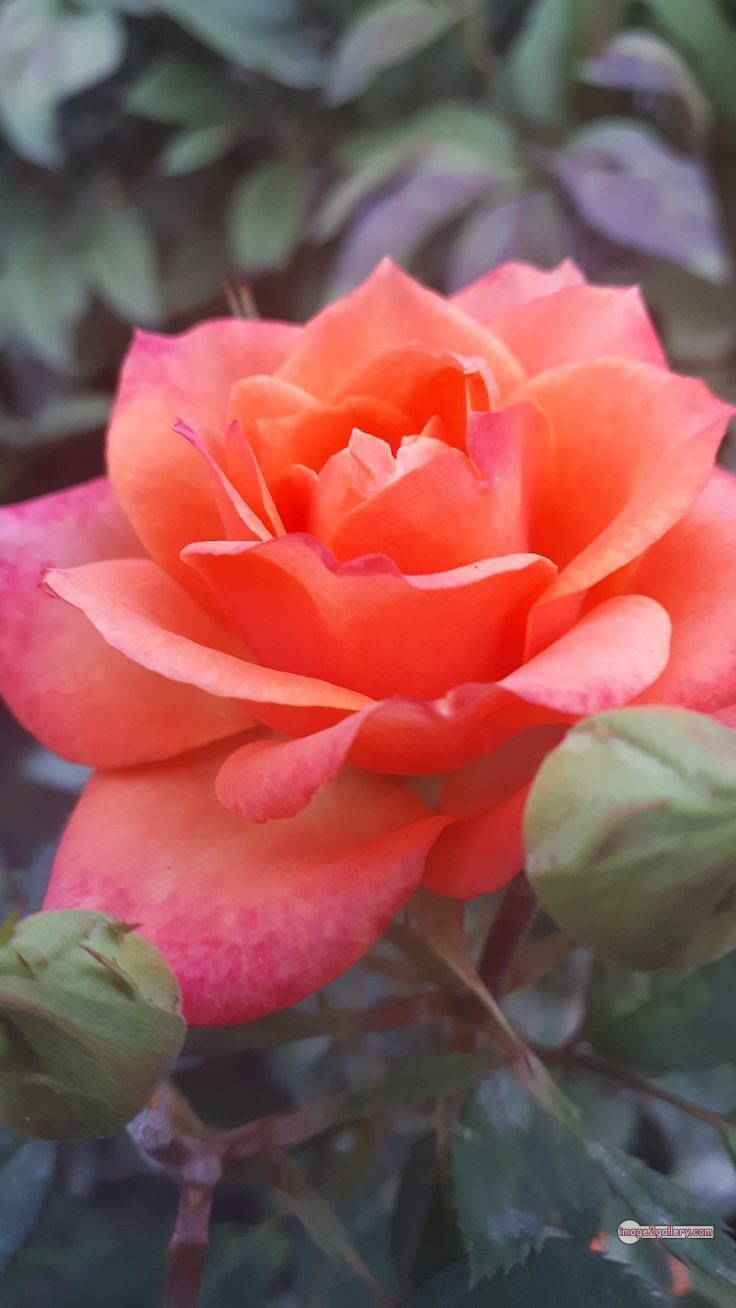 3300+ Beautiful Rose Flowers Image | Rose Flower HD Pic Download | 2095 saffron and rose -(30)