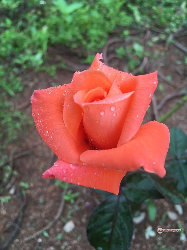 3300+ Beautiful Rose Flowers Image | Rose Flower HD Pic Download | 65 saffron and rose -(31)