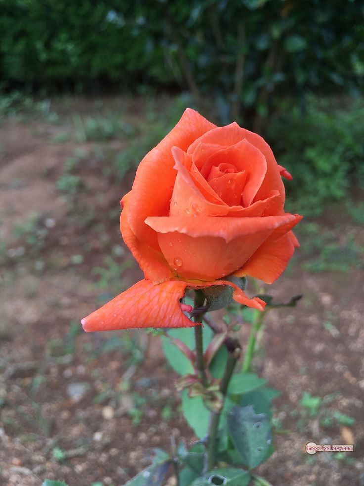 3300+ Beautiful Rose Flowers Image | Rose Flower HD Pic Download | 1903 saffron and rose -(32)