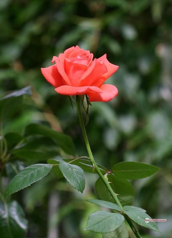 3300+ Beautiful Rose Flowers Image | Rose Flower HD Pic Download | 1904 saffron and rose -(33)