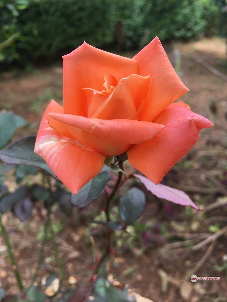 3300+ Beautiful Rose Flowers Image | Rose Flower HD Pic Download | 2097 saffron and rose -(37)