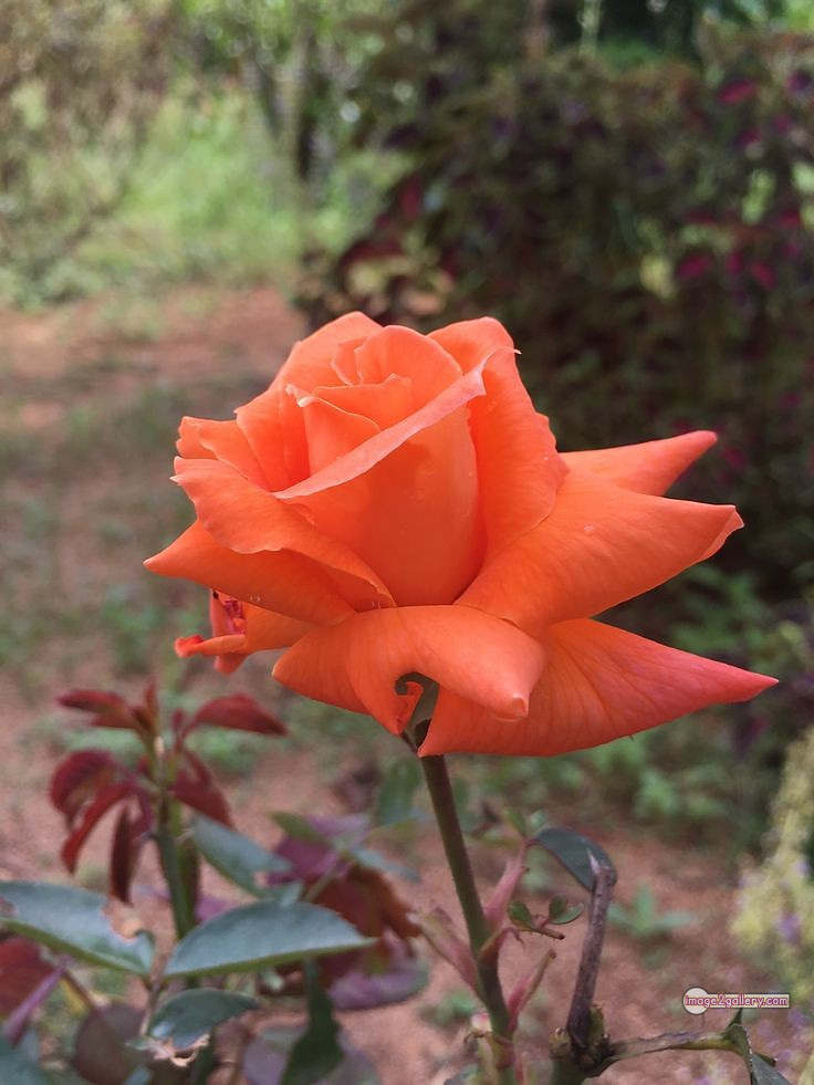 3300+ Beautiful Rose Flowers Image | Rose Flower HD Pic Download | 2137 saffron and rose -(38)