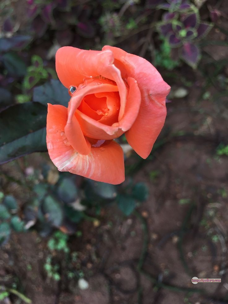 3300+ Beautiful Rose Flowers Image | Rose Flower HD Pic Download | 2094 saffron and rose -(39)