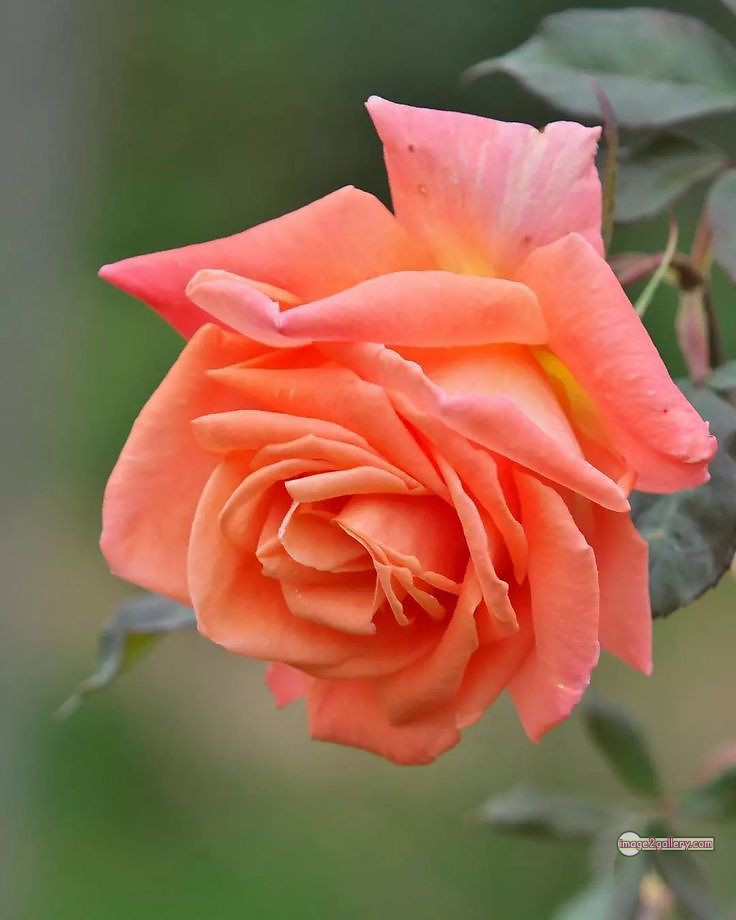 3300+ Beautiful Rose Flowers Image | Rose Flower HD Pic Download | 49 saffron and rose -(4)