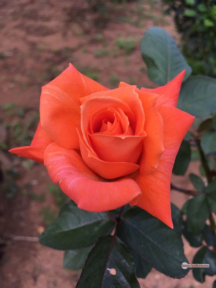 3300+ Beautiful Rose Flowers Image | Rose Flower HD Pic Download | 2020 saffron and rose -(40)