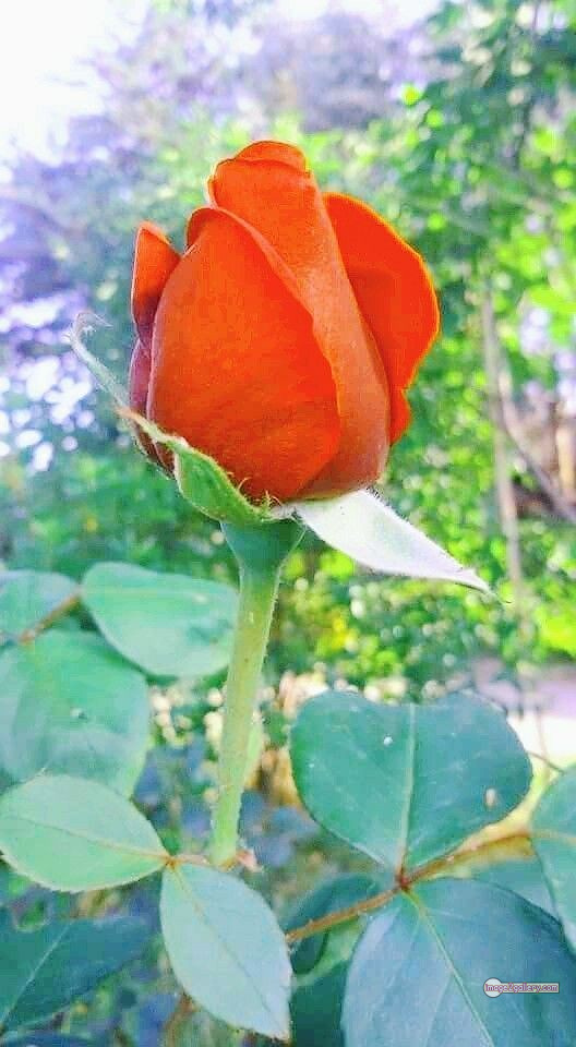 3300+ Beautiful Rose Flowers Image | Rose Flower HD Pic Download | 1863 saffron and rose -(41)