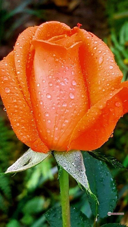 3300+ Beautiful Rose Flowers Image | Rose Flower HD Pic Download | 1951 saffron and rose -(42)