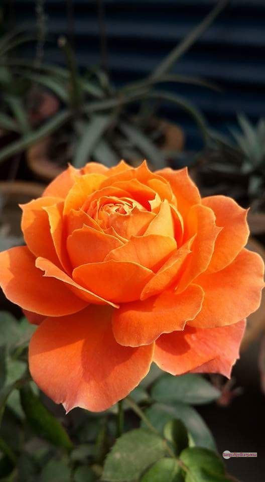 3300+ Beautiful Rose Flowers Image | Rose Flower HD Pic Download | 2047 saffron and rose -(43)