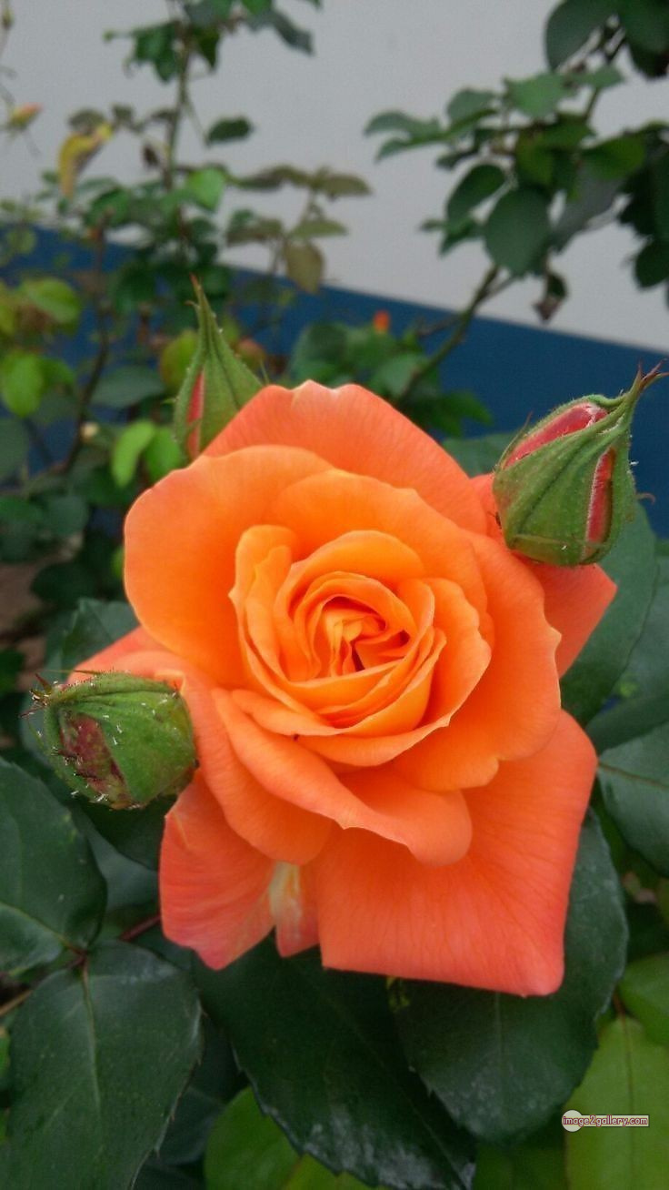 3300+ Beautiful Rose Flowers Image | Rose Flower HD Pic Download | 1888 saffron and rose -(44)