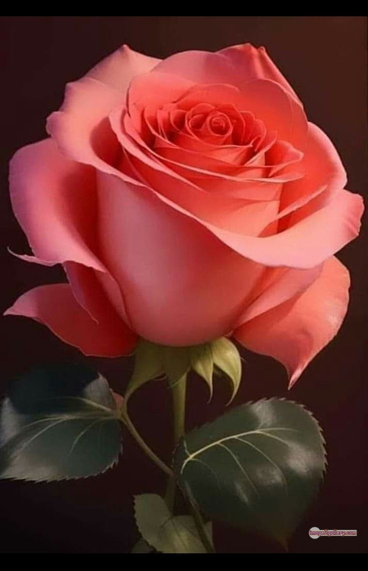 3300+ Beautiful Rose Flowers Image | Rose Flower HD Pic Download | 2046 saffron and rose -(46)