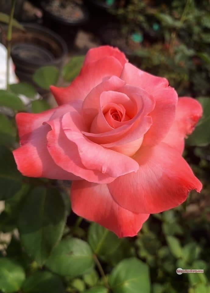 3300+ Beautiful Rose Flowers Image | Rose Flower HD Pic Download | 1744 saffron and rose -(47)