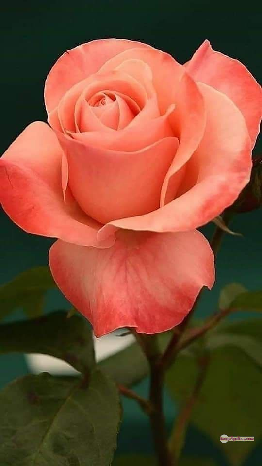 3300+ Beautiful Rose Flowers Image | Rose Flower HD Pic Download | 1802 saffron and rose -(48)