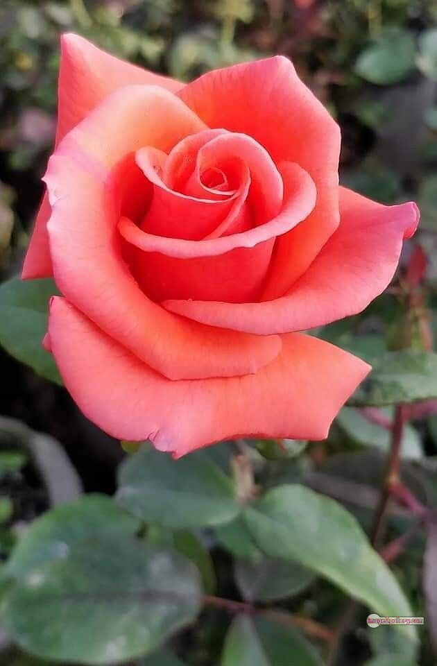 3300+ Beautiful Rose Flowers Image | Rose Flower HD Pic Download | 428 saffron and rose -(49)