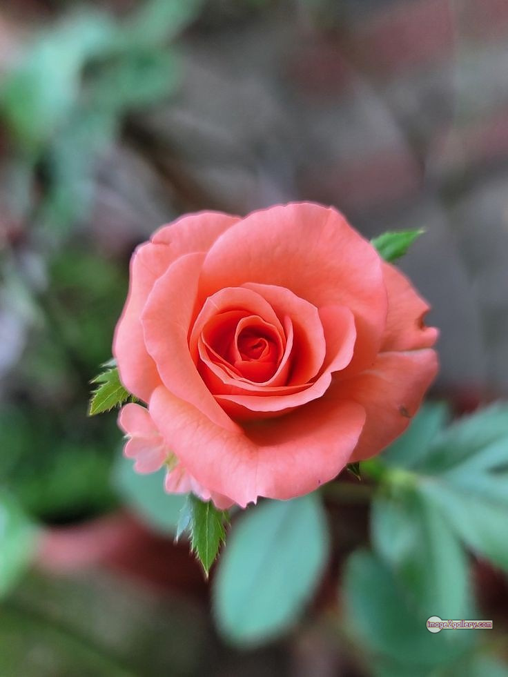 3300+ Beautiful Rose Flowers Image | Rose Flower HD Pic Download | 2018 saffron and rose -(5)