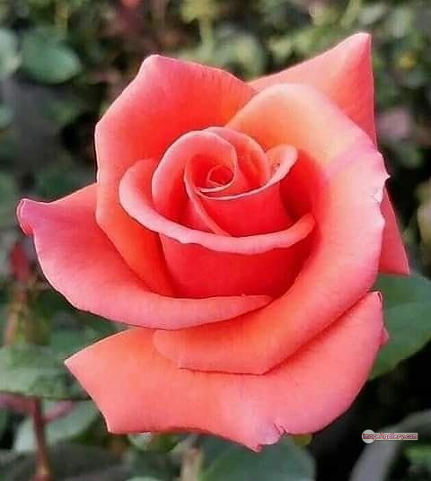 3300+ Beautiful Rose Flowers Image | Rose Flower HD Pic Download | 201 saffron and rose -(50)