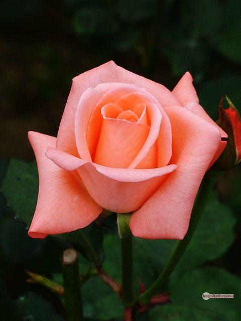 3300+ Beautiful Rose Flowers Image | Rose Flower HD Pic Download | 1743 saffron and rose -(51)
