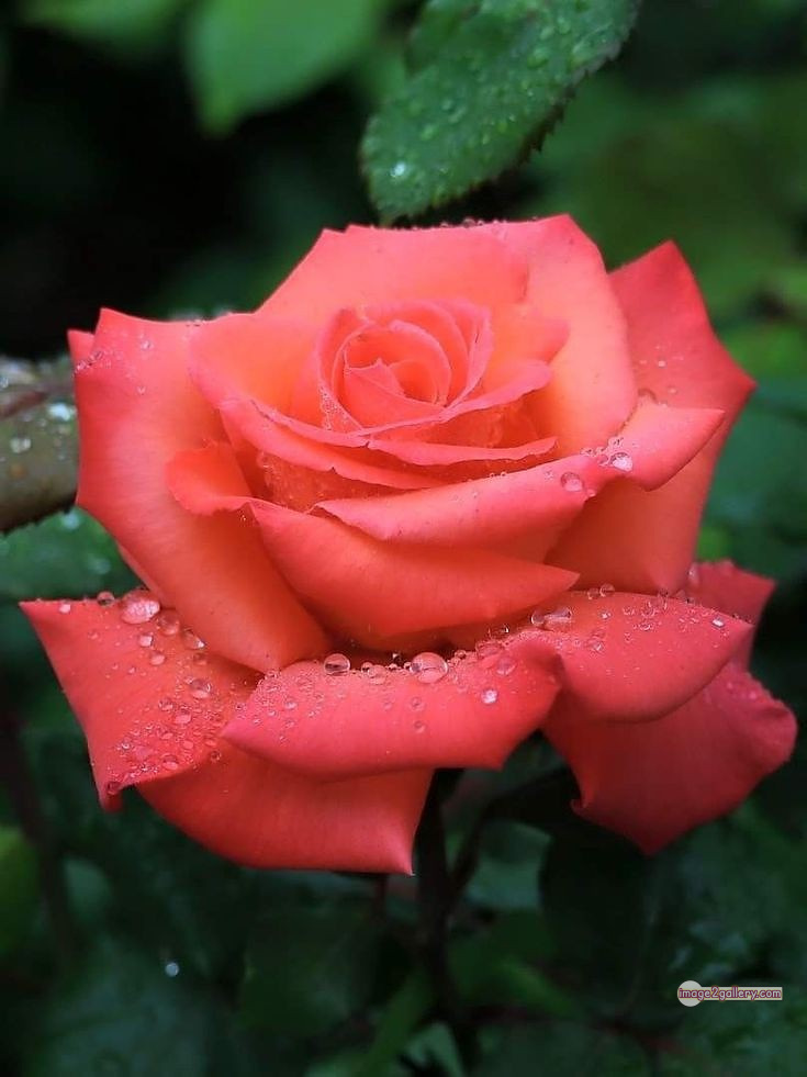 3300+ Beautiful Rose Flowers Image | Rose Flower HD Pic Download | 485 saffron and rose -(52)