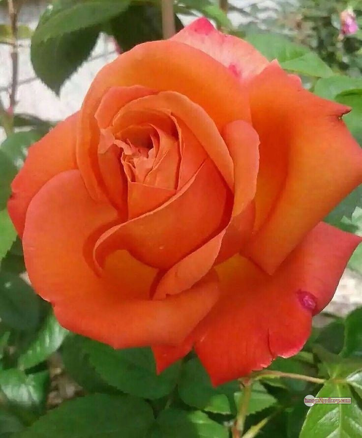 3300+ Beautiful Rose Flowers Image | Rose Flower HD Pic Download | 1862 saffron and rose -(54)
