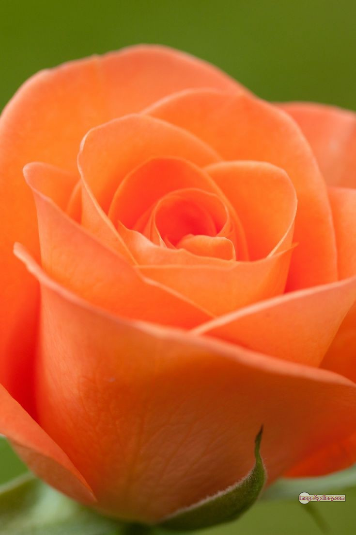 3300+ Beautiful Rose Flowers Image | Rose Flower HD Pic Download | 2138 saffron and rose -(55)