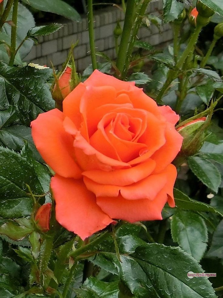3300+ Beautiful Rose Flowers Image | Rose Flower HD Pic Download | 2098 saffron and rose -(56)