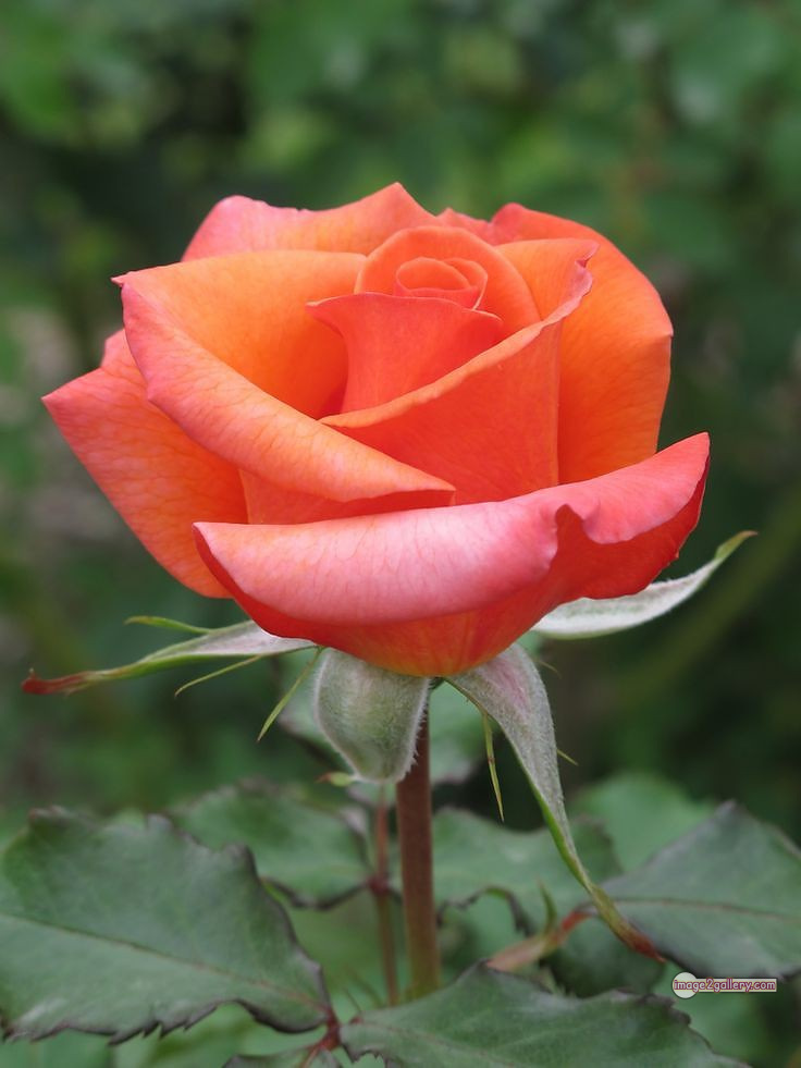 3300+ Beautiful Rose Flowers Image | Rose Flower HD Pic Download | 1678 saffron and rose -(57)