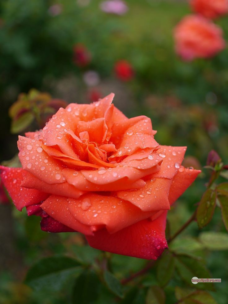 3300+ Beautiful Rose Flowers Image | Rose Flower HD Pic Download | 543 saffron and rose -(58)